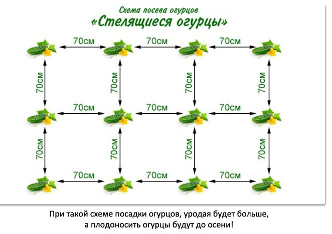 Схема посадки огурцов в теплице из поликарбоната 3х6 планировка фото и описание