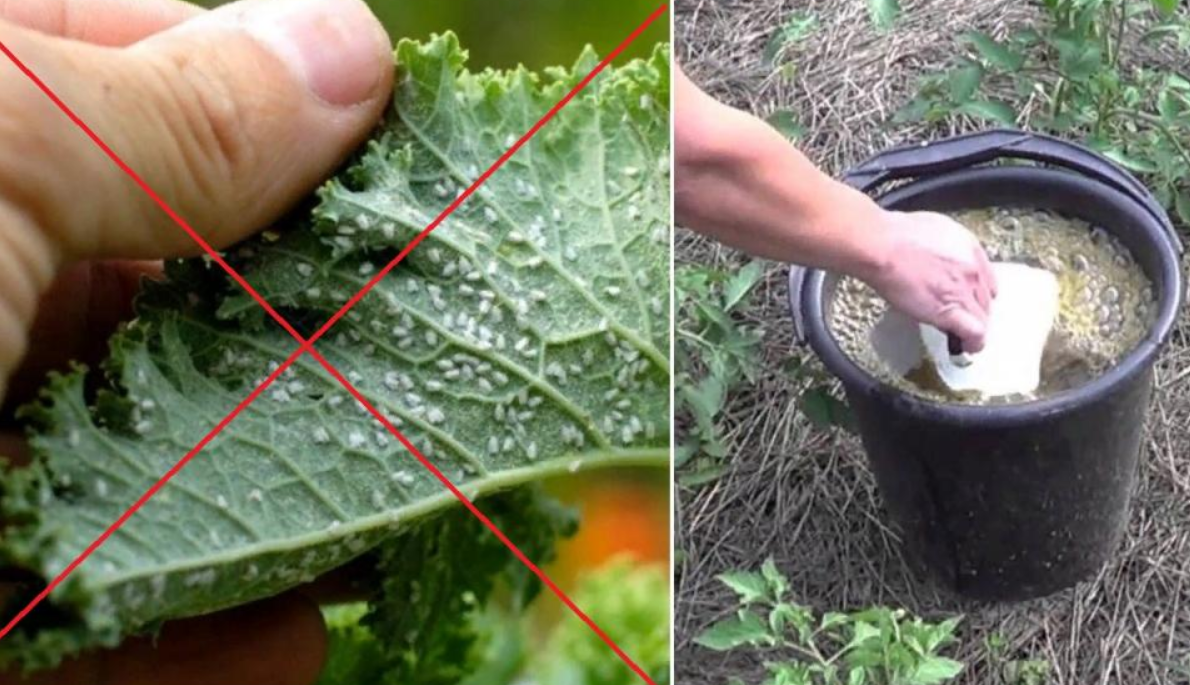 Тля. как бороться со злейшим вредителем?