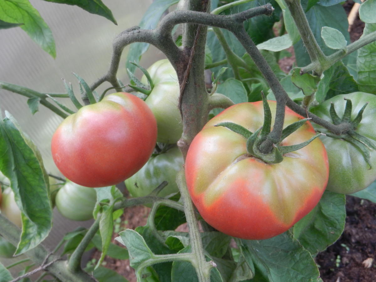 Как ускорить созревание (покраснение) помидор в теплице