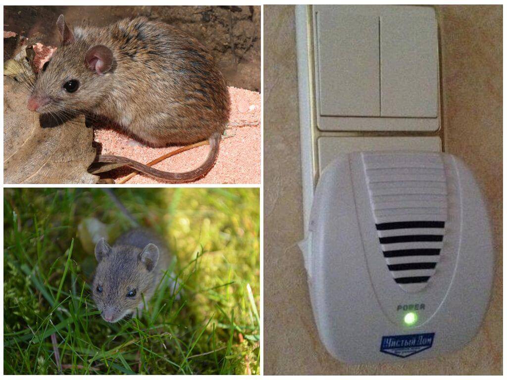 Чего боятся мыши - народные средства