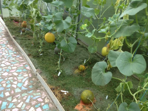 Советы по уходу за дыней. выращивание дыни в теплице и открытом грунте