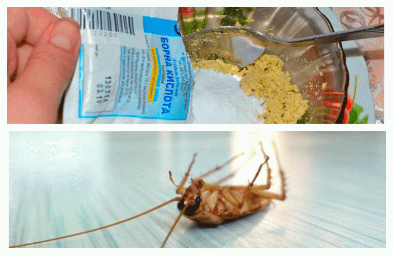 Борная кислота от тараканов рецепт с яйцом - отзывы и описание