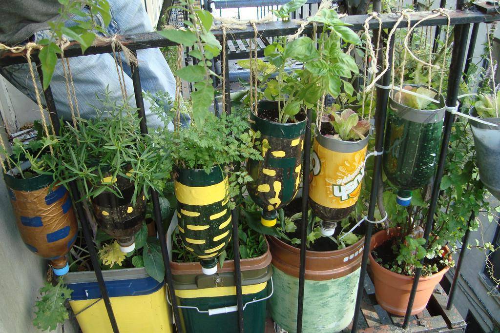 Сорта огурцов для выращивания на балконе