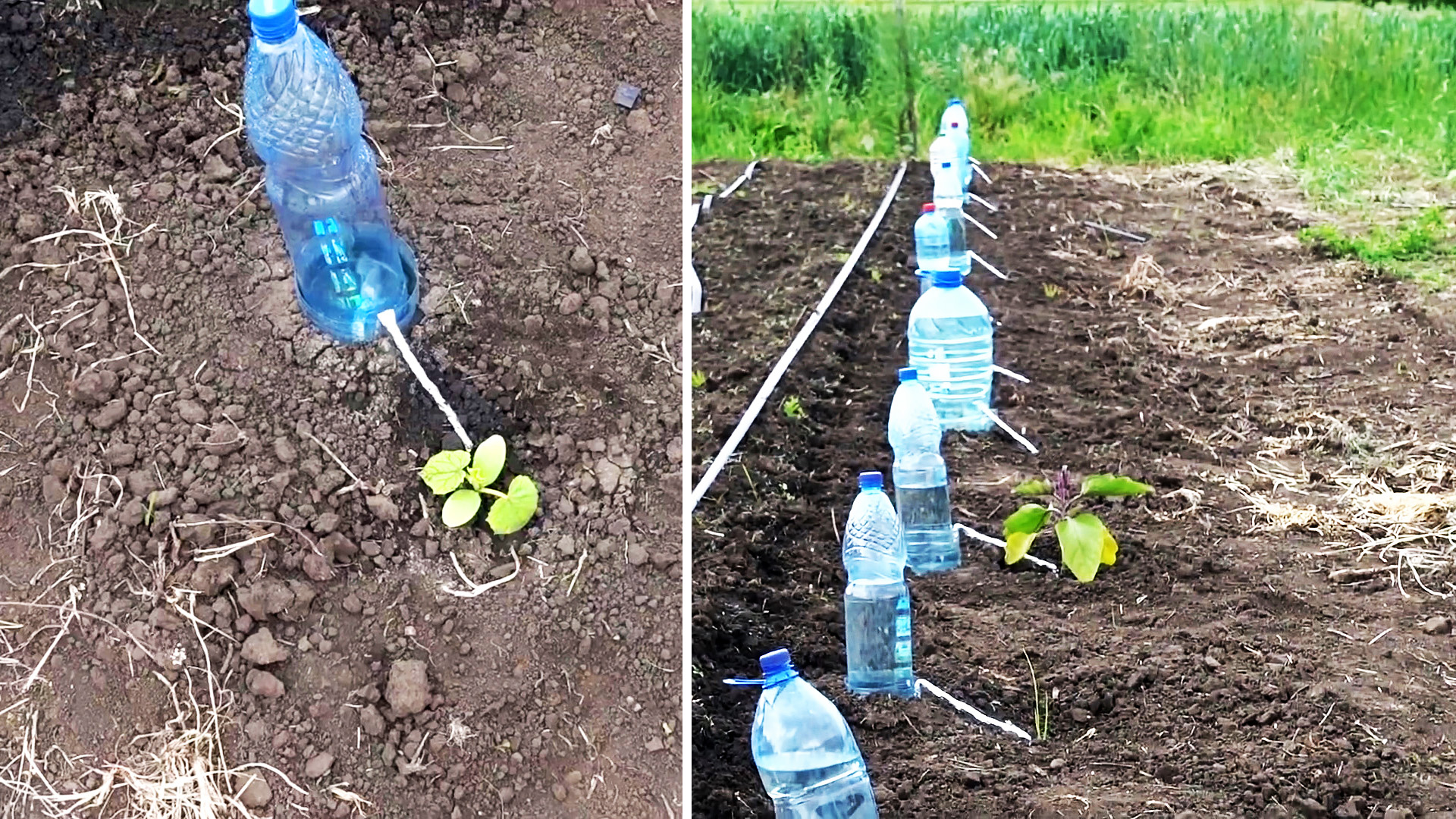 Капельный полив из пластиковых бутылок своими руками: преимущества и распространенные способы