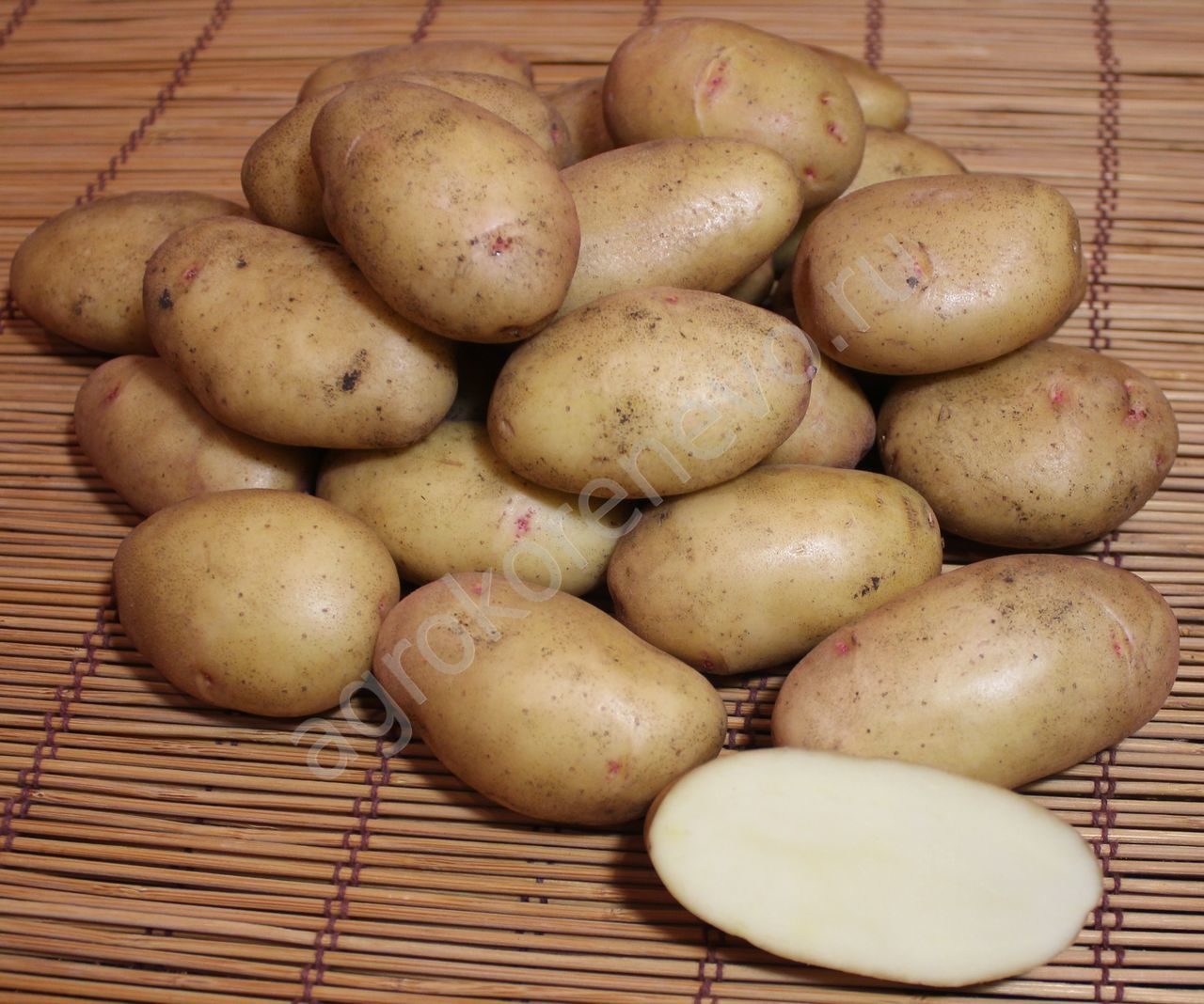 Описание картофеля голубизна, особенности выращивания из семян