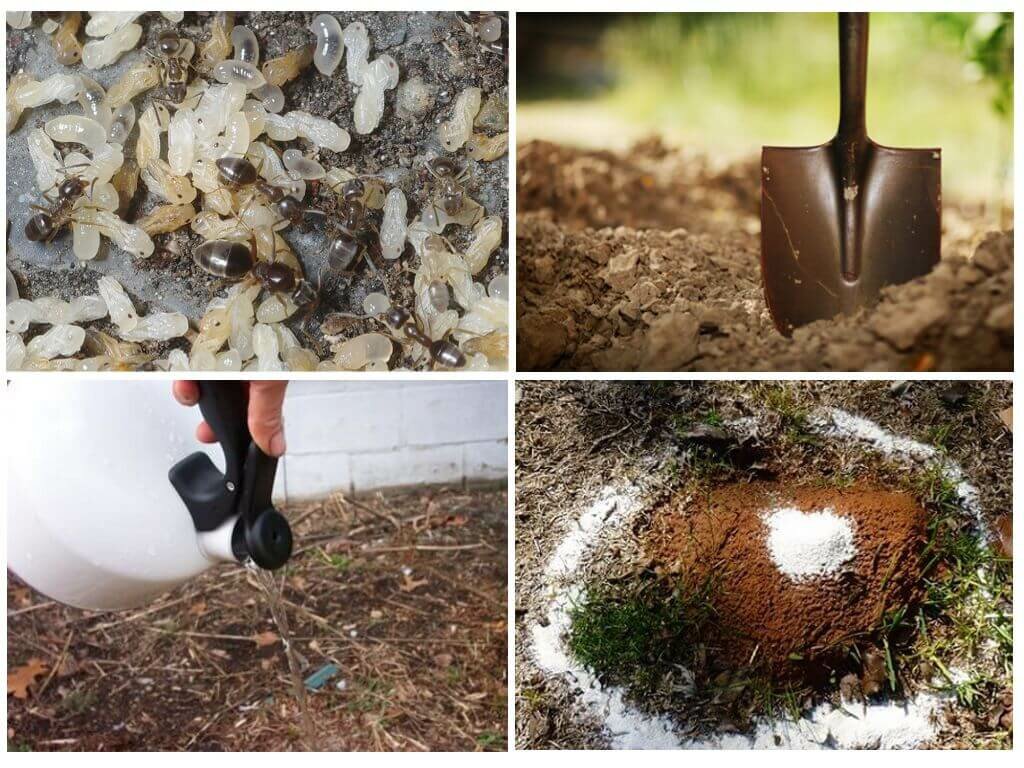 Как в огороде избавиться от муравьев народными средствами: быстро и навсегда