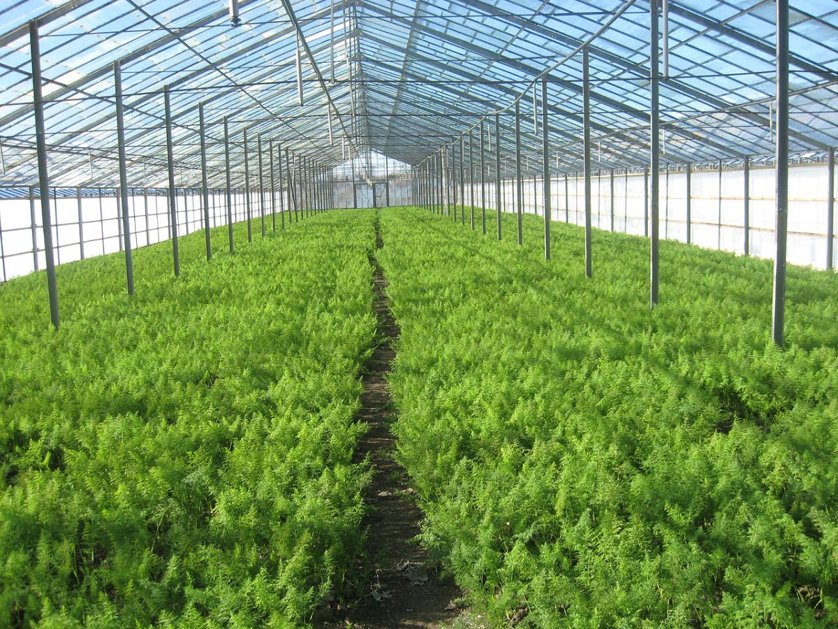 Зелень в теплице: как вырастить зимой > видео + фото для высокой урожайности