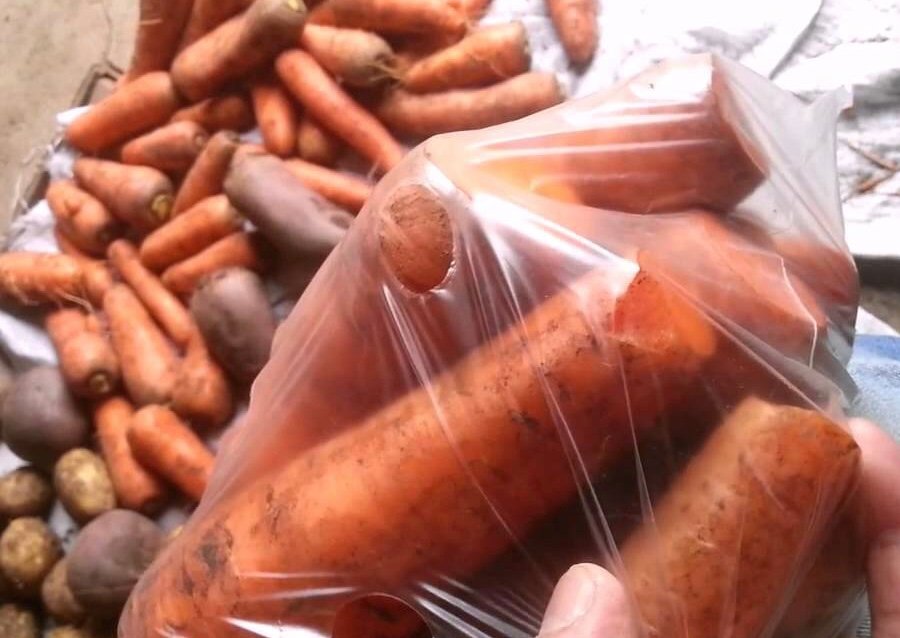 Хранение моркови на зиму в погребе и домашних условиях