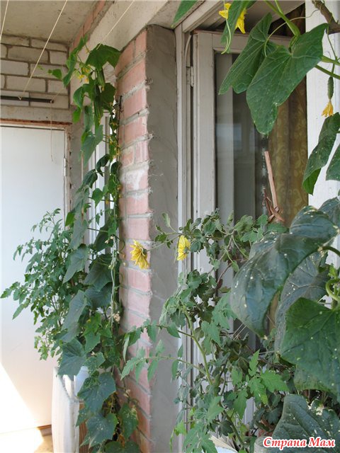 Выращивание огурцов на балконе: сорта, выбор грунта, пошагово для начинающих