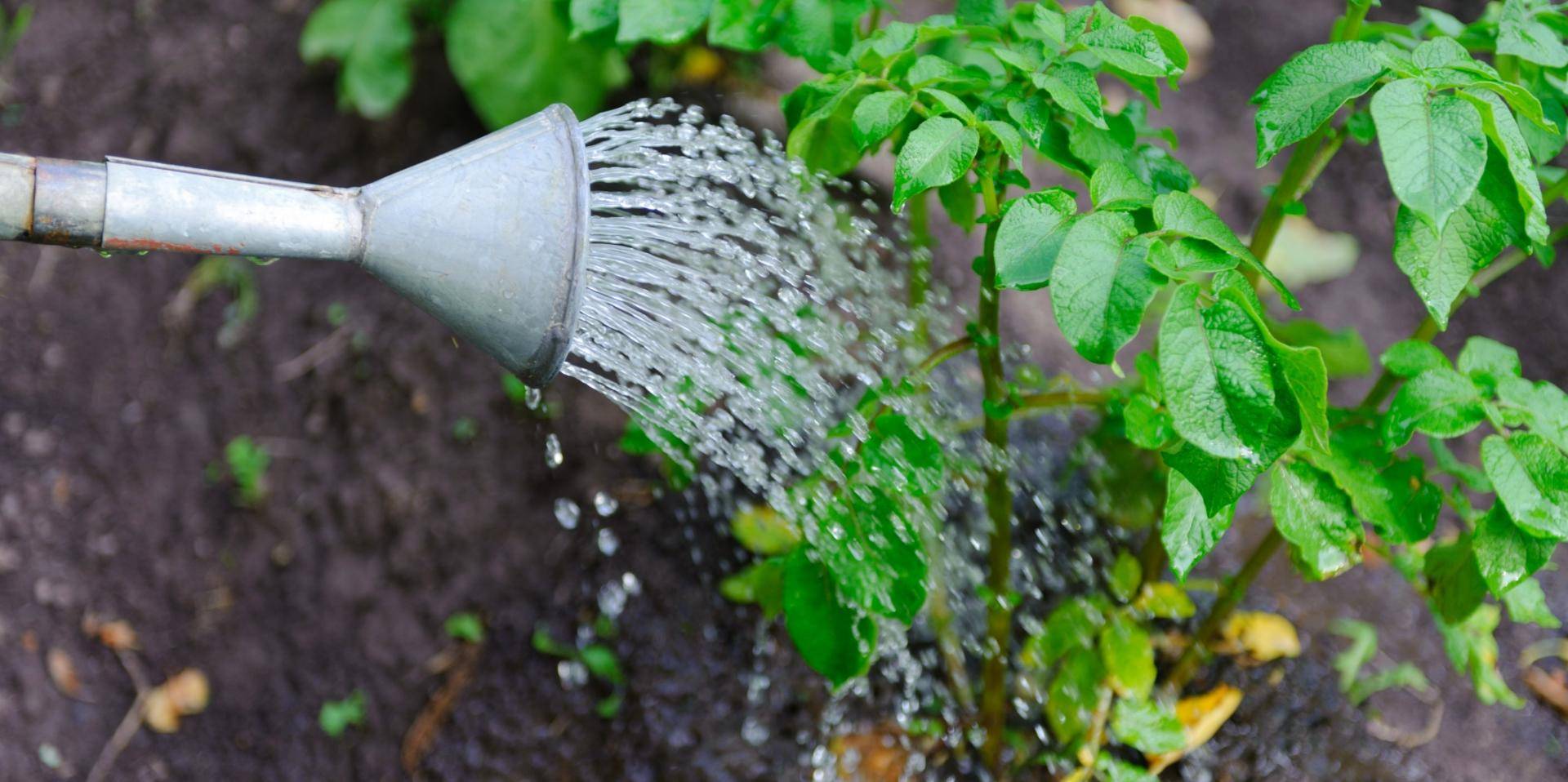 Ошибки при выращивании клубники: топ-10 промахов при выращивании садовой земляники | огородники
