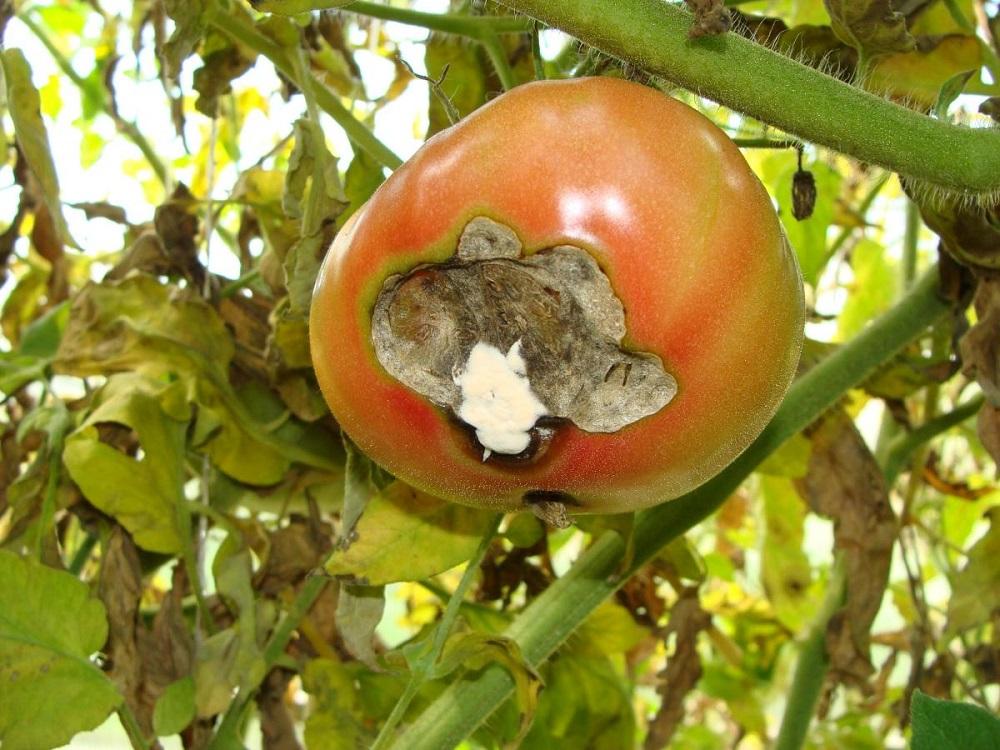 Заболевания помидор в открытом грунте с фото