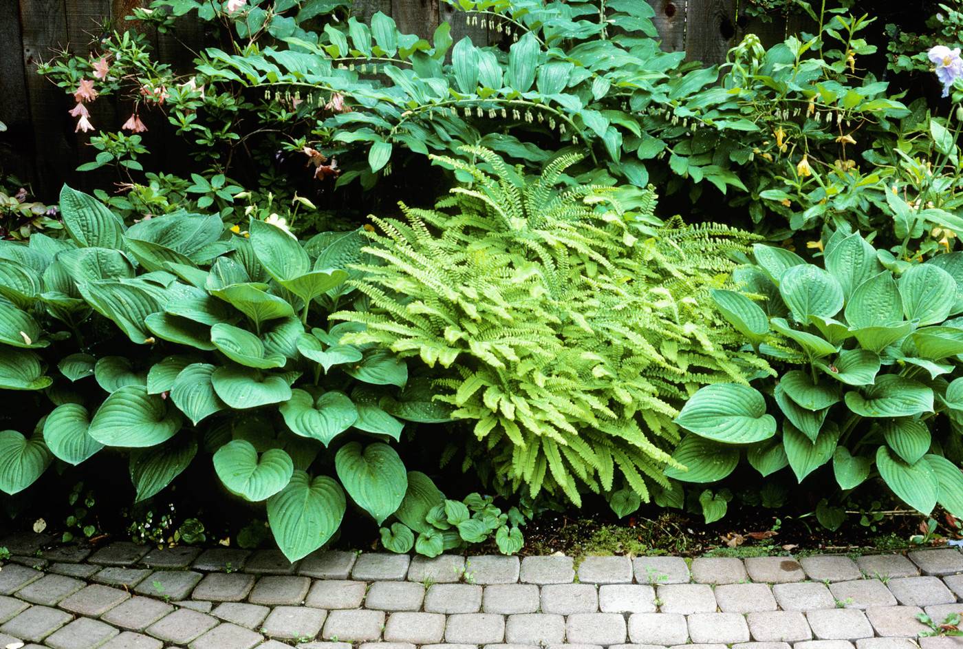 Тенелюбивые растения для сада и огорода - описание плюс 50 фото