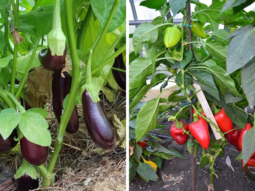 Можно ли сажать баклажаны в одной теплице с помидорами и рядом с огурцами, с чем нельзя вместе, выращивание и уход, если томаты — соседи в парнике из поликарбоната