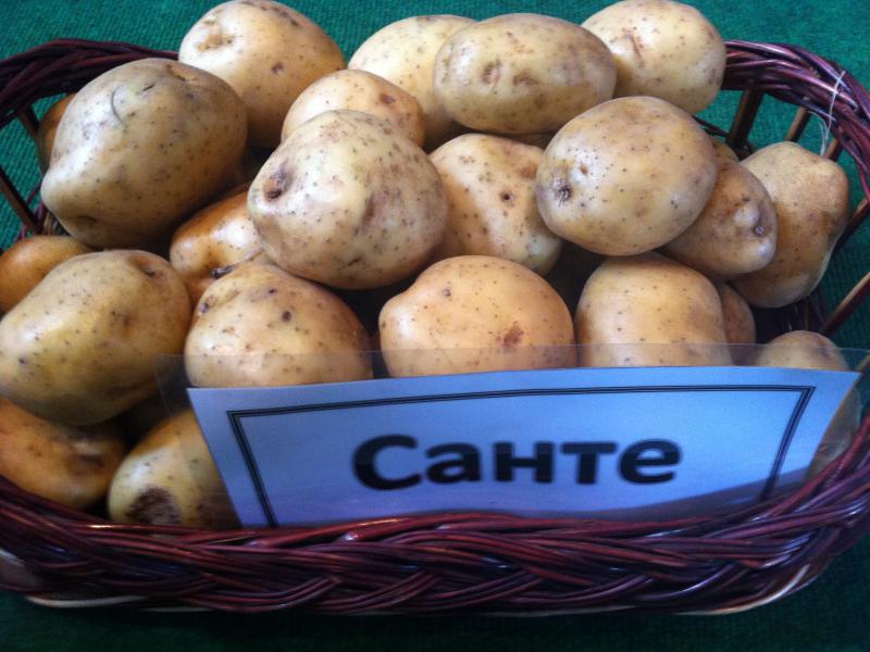 Сорта картофеля с фото и описанием