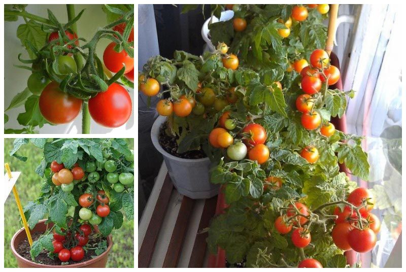 Как растить балконные помидоры