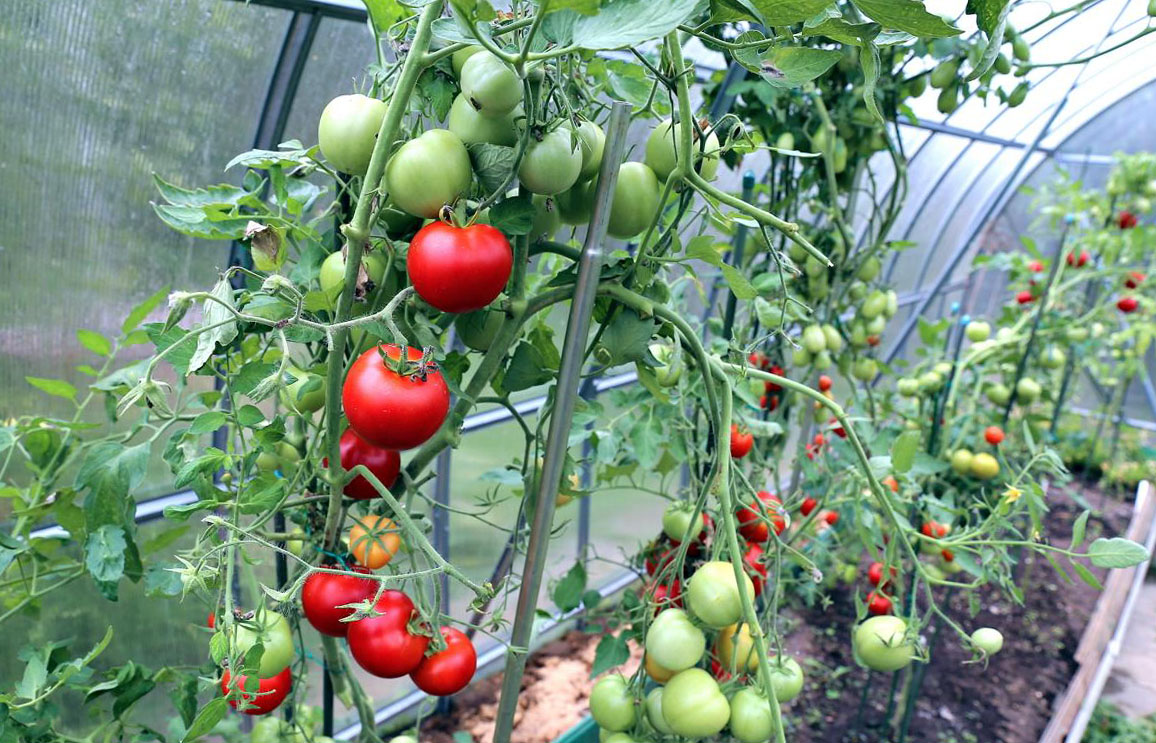 Выращивание помидор в теплице: томаты как вырастить, уход и видео правильное, де барао и секреты в парнике