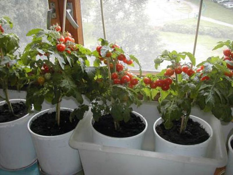 Томат балконное чудо: как выращивать и ухаживать