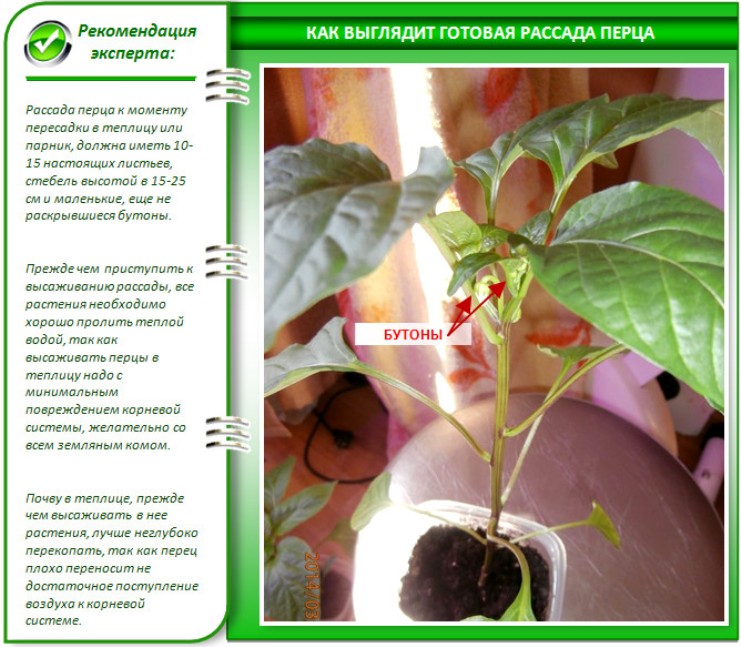 Технология выращивания перца презентация