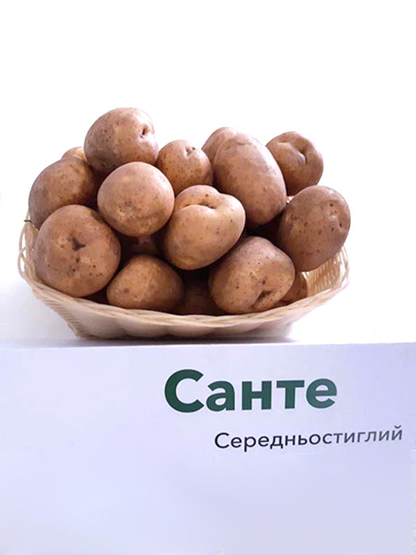 Лучшие сорта картофеля - фото, названия и описания (каталог)