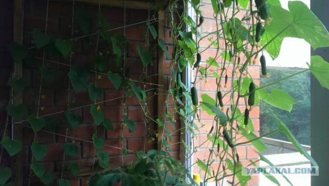 Выращивание огурцов на балконе: соблюдение простых правил
