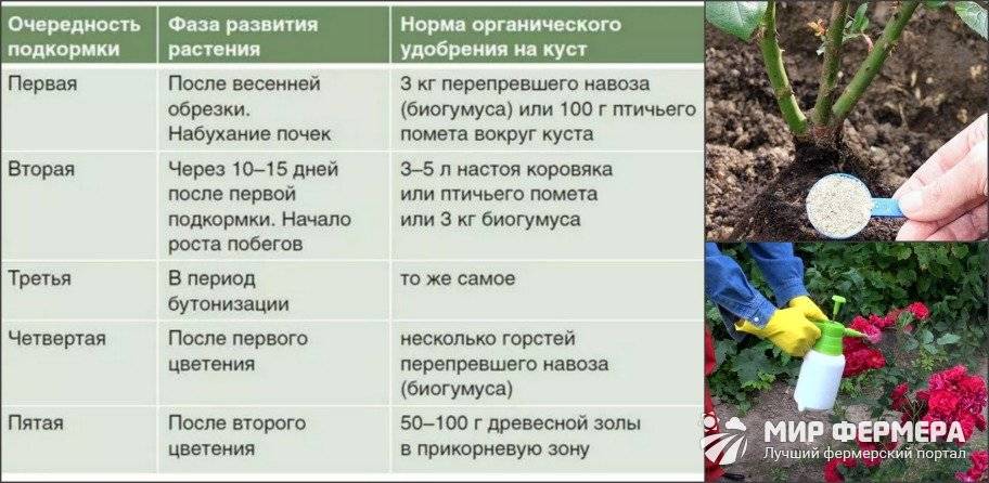 Схема посадки хризантемы в теплице на срез