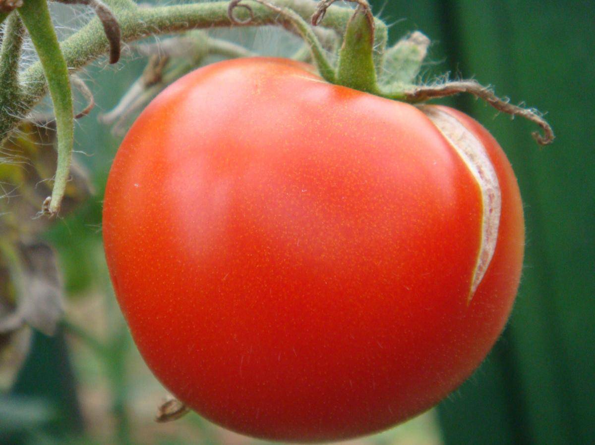 Почему трескаются помидоры в теплице при созревании: что делать когда лопаются томаты » eтеплица