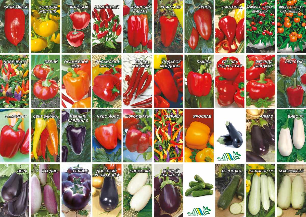 Лучшие сорта перцев для теплиц с фото и описанием | сад и огород