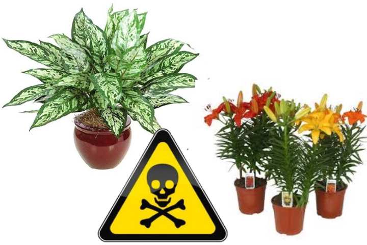 Какие комнатные растения подойдут для аллергиков? список рекомендуемых и запрещенных. фото — ботаничка.ru