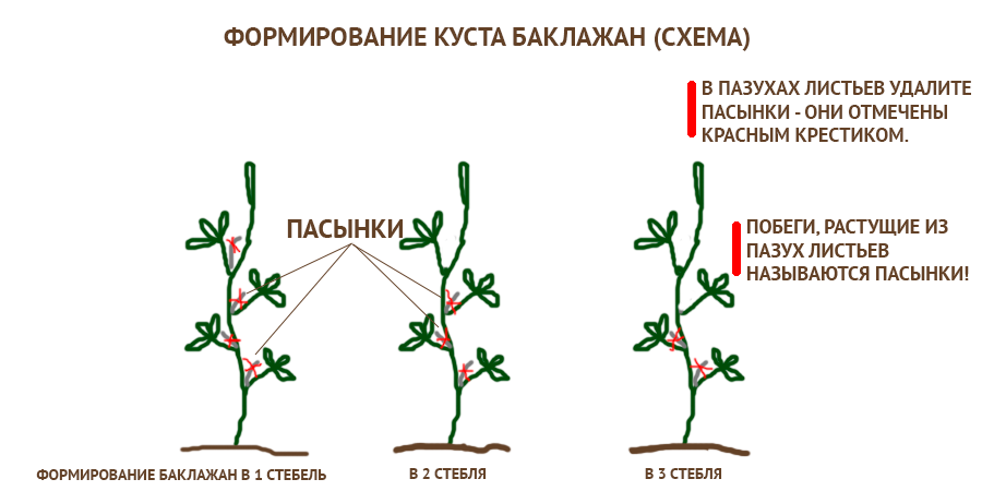 Как пасынковать баклажаны в теплице пошагово схема фото