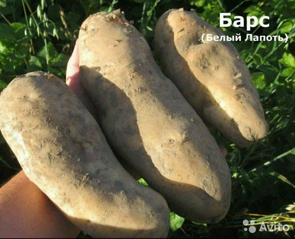 Картофель лапоть: описание сорта, фото, болезни и вредители