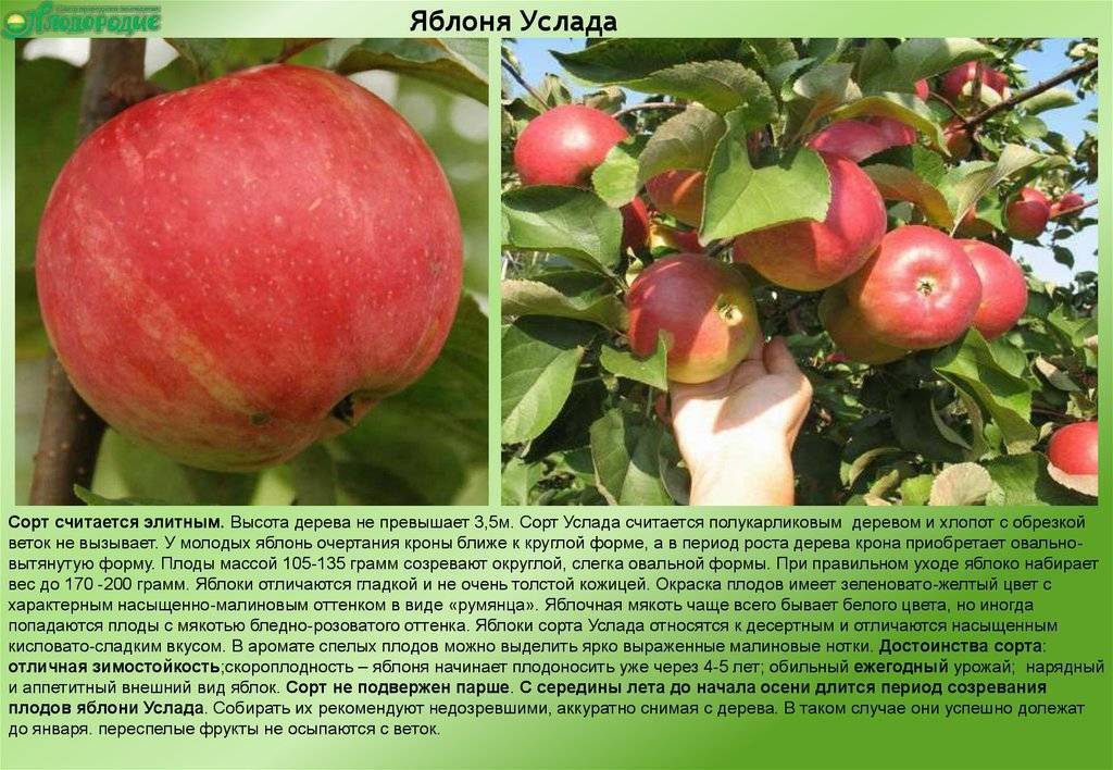 Сорта яблонь для тамбовской области с фото и описанием