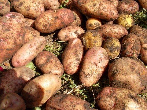 Сорт картофеля лапоть отзыв из советстких времен