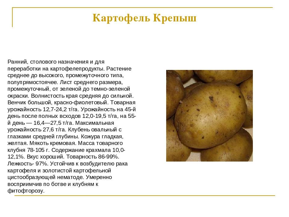 Описание лучших сортов картофеля для средней полосы россии – самые урожайные и вкусные