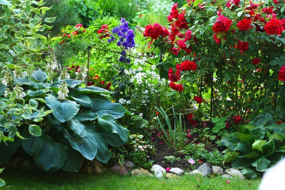 Что посадить в тени? топ-35 растений для красивого сада