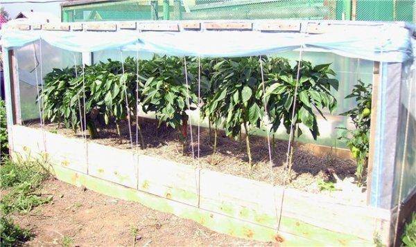 Выращивание перцев в теплице от посадки до урожая, особенности ухода