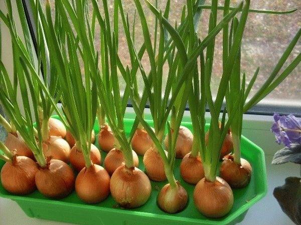 Выращиваем зелёный лук в земле на подоконнике – пошаговая инструкция