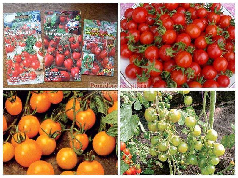 Лучшие и самые урожайные сорта помидоров для теплиц из поликарбоната