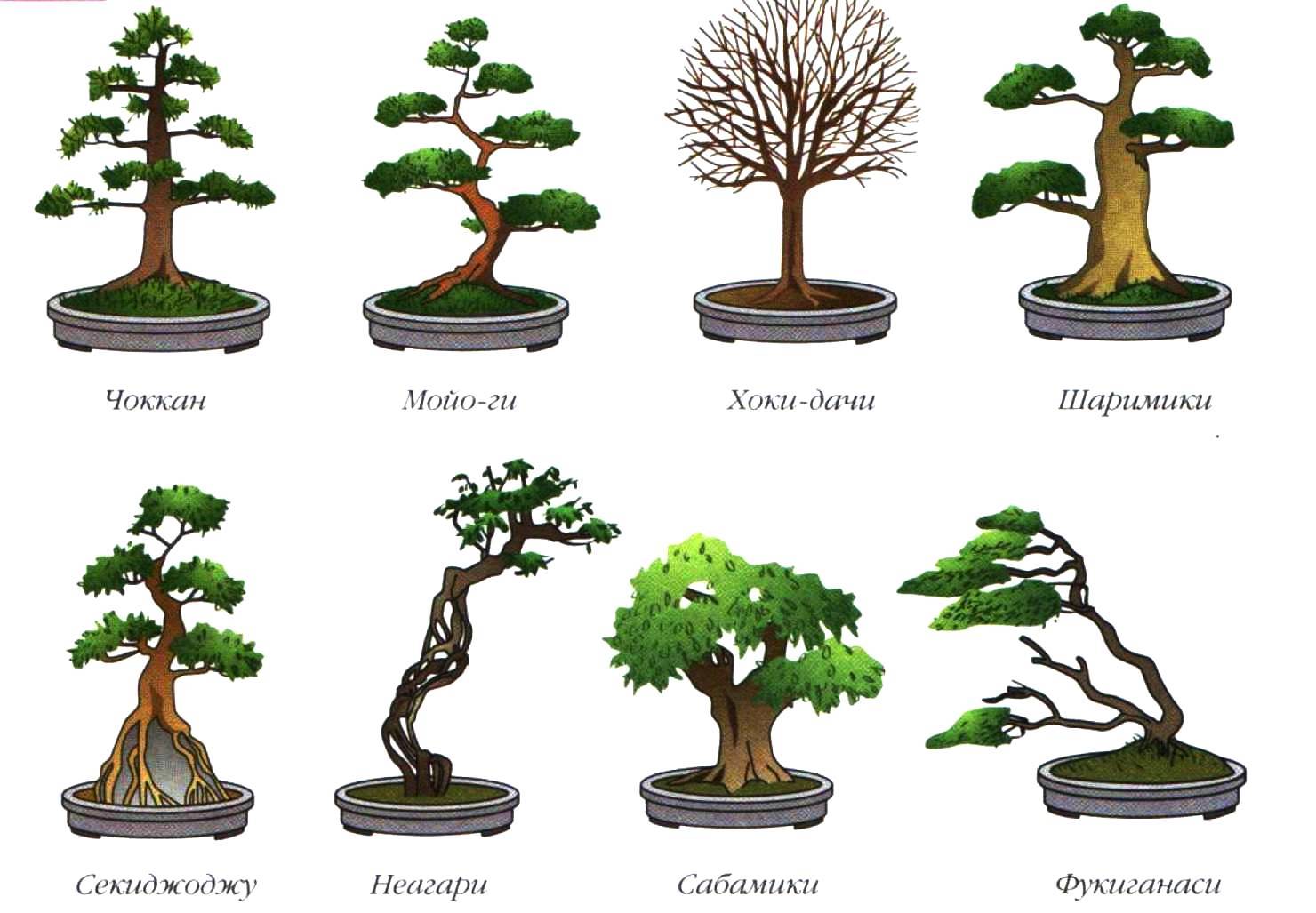 Способы выращивания бонсай. как вырастить дерево бонсай. фото — ботаничка