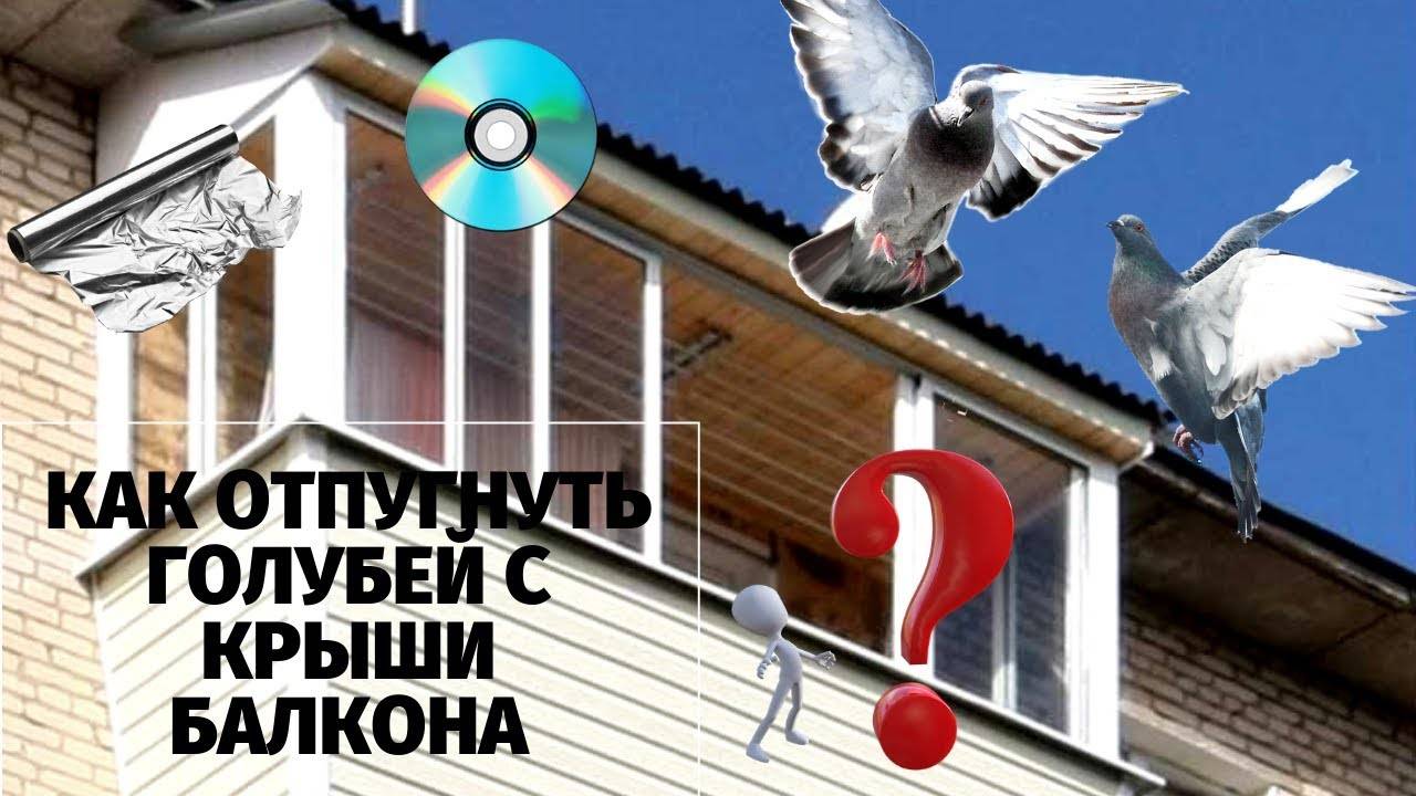 Как выгнать птиц из-под крыши дома: 5 проверенных способов