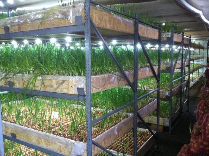 Выращивание зелени на продажу в домашних условиях как бизнес