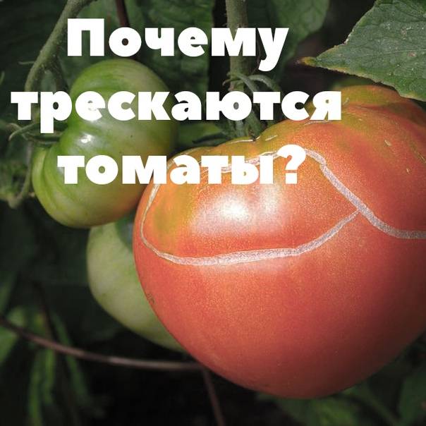 Что делать, если томаты начали трескаться. ищем причину и решение