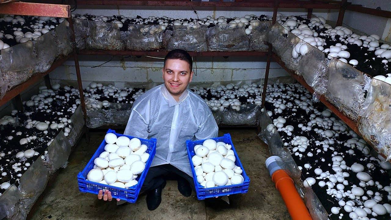 Технология и особенности выращивания грибов в теплице для начинающих