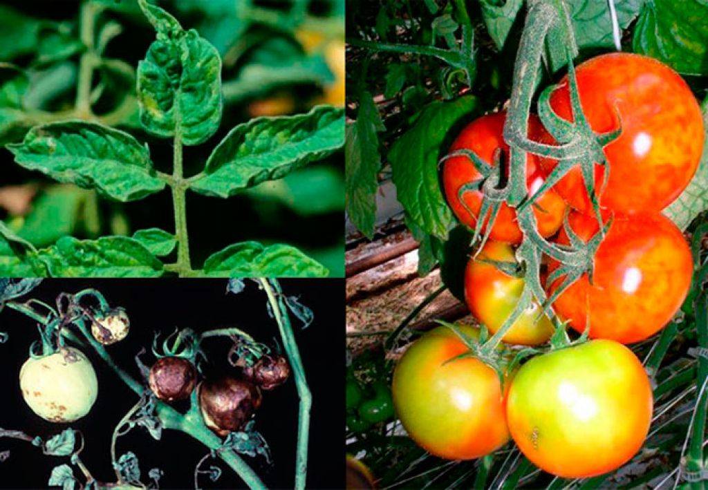 Болезни томатов в грунте фото и их лечение фото