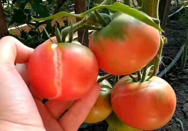 Как избежать растрескивания помидоров в теплице и открытом грунте